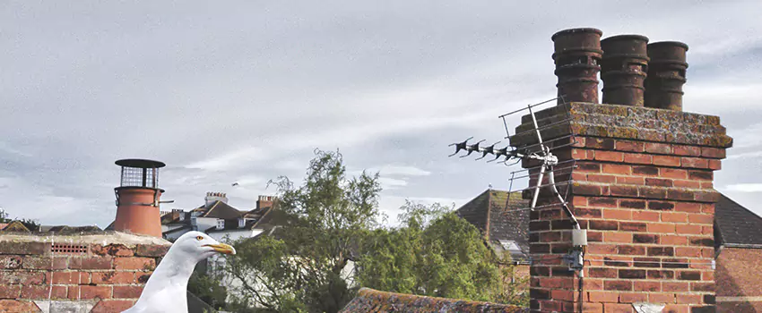 Chimney Cleaning And Restoration in Abington, Massachusetts
